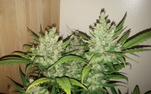 Auto flowering Strain