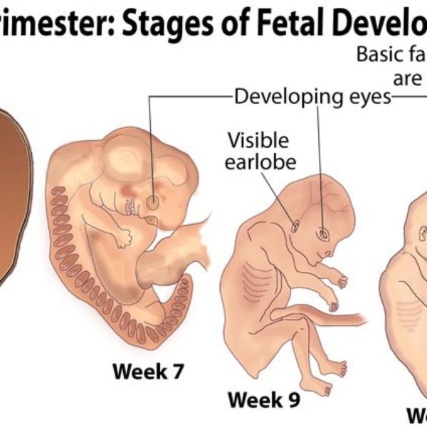 trimester of pregnancy