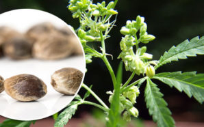 Marijuana Seeds To Grow