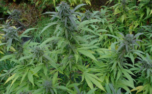 Top 5 Tips for Growing Feminized Weed Seeds
