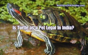 Is Turtle as a Pet Legal In India?