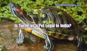 Is Turtle as a Pet Legal In India?