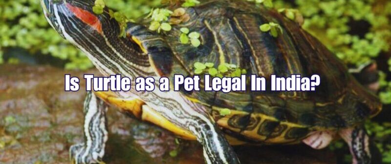 Is Turtle as a Pet Legal In India?