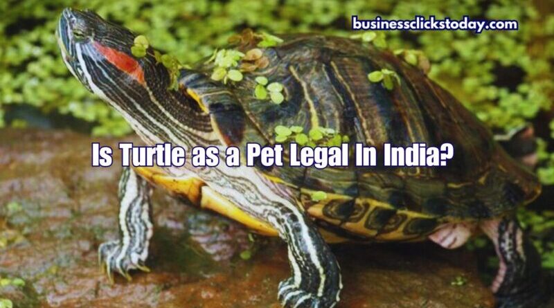 Is Turtle as a Pet Legal In India?