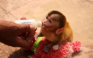 Is It Legal To Adopt A Monkey In India? What…