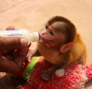 Is It Legal To Adopt A Monkey In India?