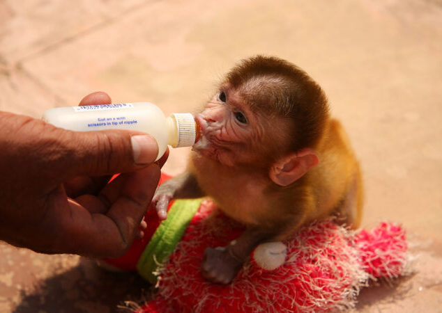 Is It Legal To Adopt A Monkey In India?