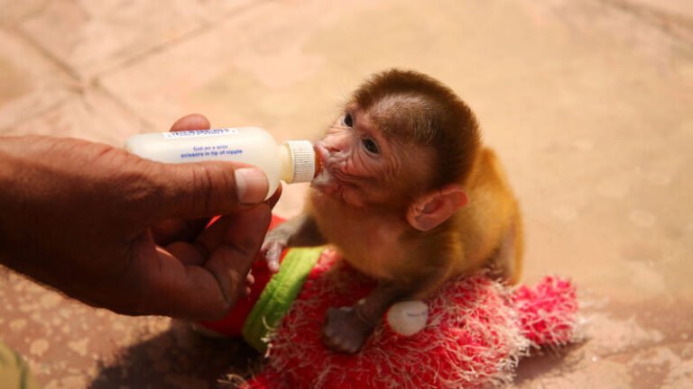 Is It Legal To Adopt A Monkey In India? What You Need to Know