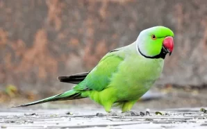 Is Keeping Parrot Legal in India?