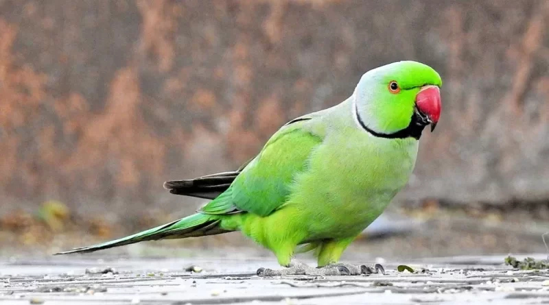 Is Keeping Parrot Legal in India?