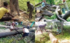 What Law Against Cutting Trees in India? Essential Guidelines