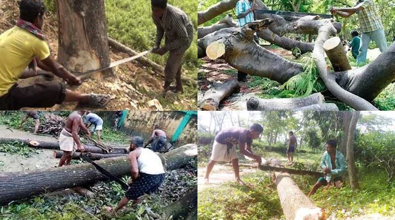 What Law Against Cutting Trees in India?